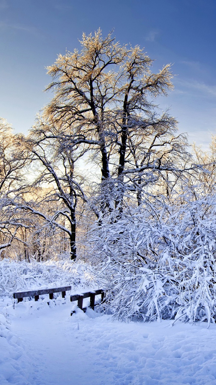 Arbres Blancs Sur Sol Couvert de Neige Sous Ciel Bleu Pendant la Journée. Wallpaper in 720x1280 Resolution