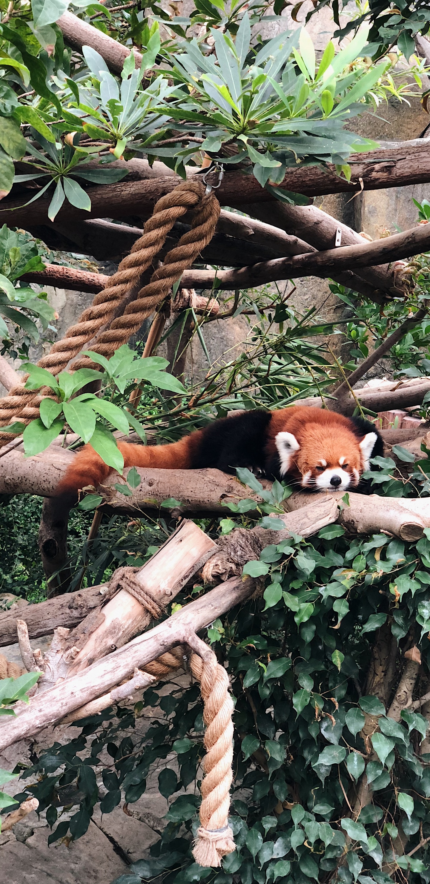 Science, Biology, Red Panda, Branch, Carnivore. Wallpaper in 1440x2960 Resolution