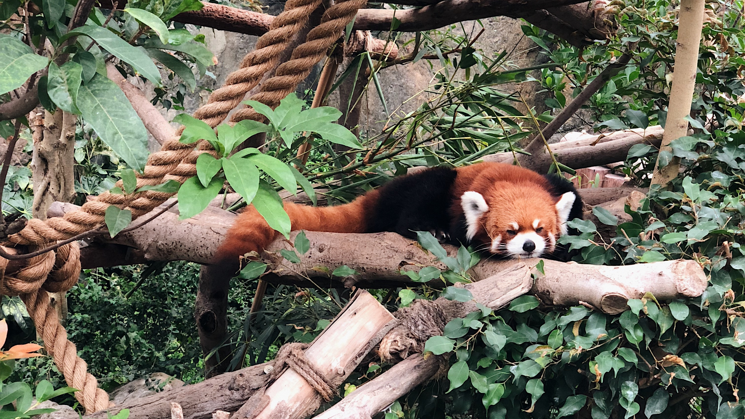 Science, Biology, Red Panda, Branch, Carnivore. Wallpaper in 2560x1440 Resolution