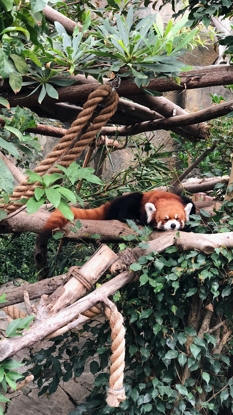 Science, Biology, Red Panda, Branch, Carnivore. Wallpaper in 750x1334 Resolution