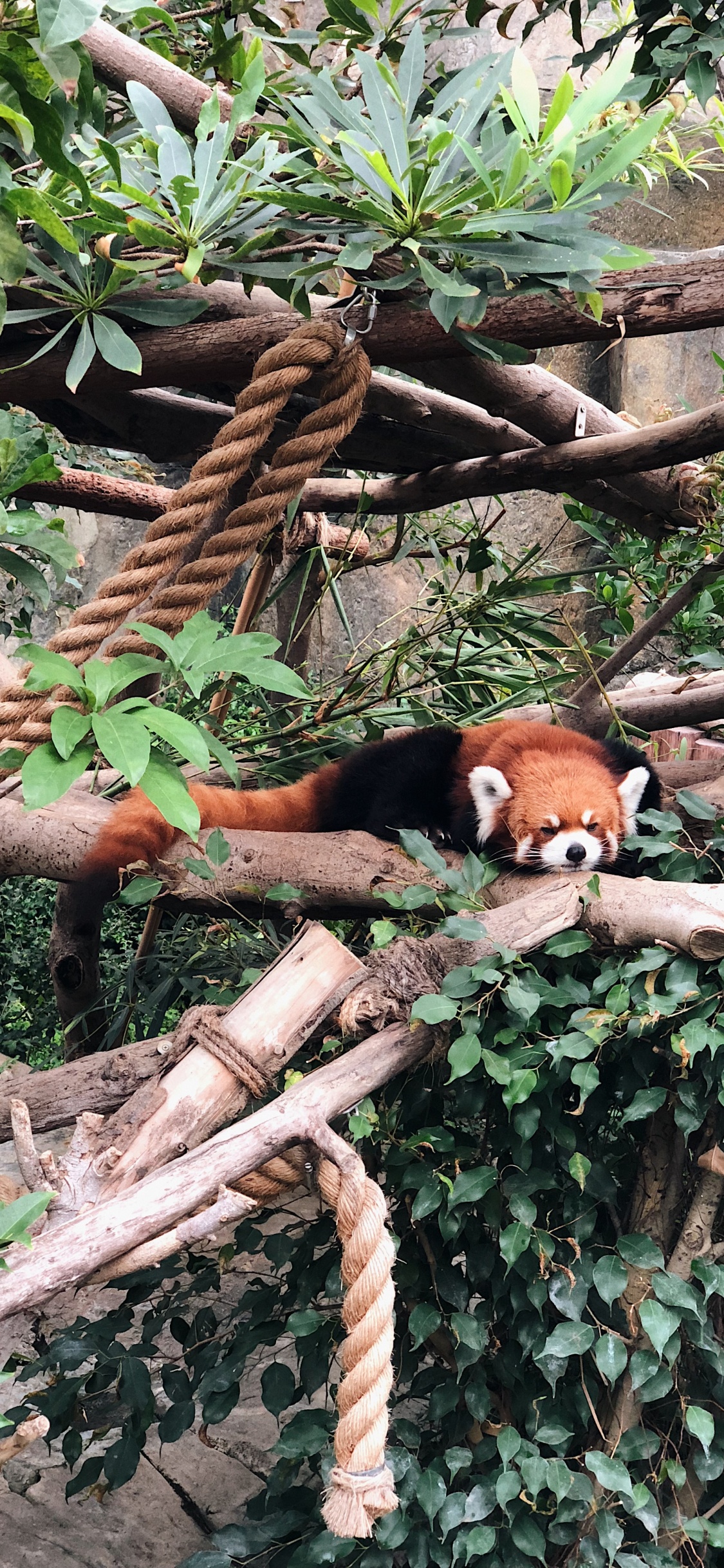 Wissenschaft, Biologie, Red Panda, Branch, Carnivore. Wallpaper in 1125x2436 Resolution