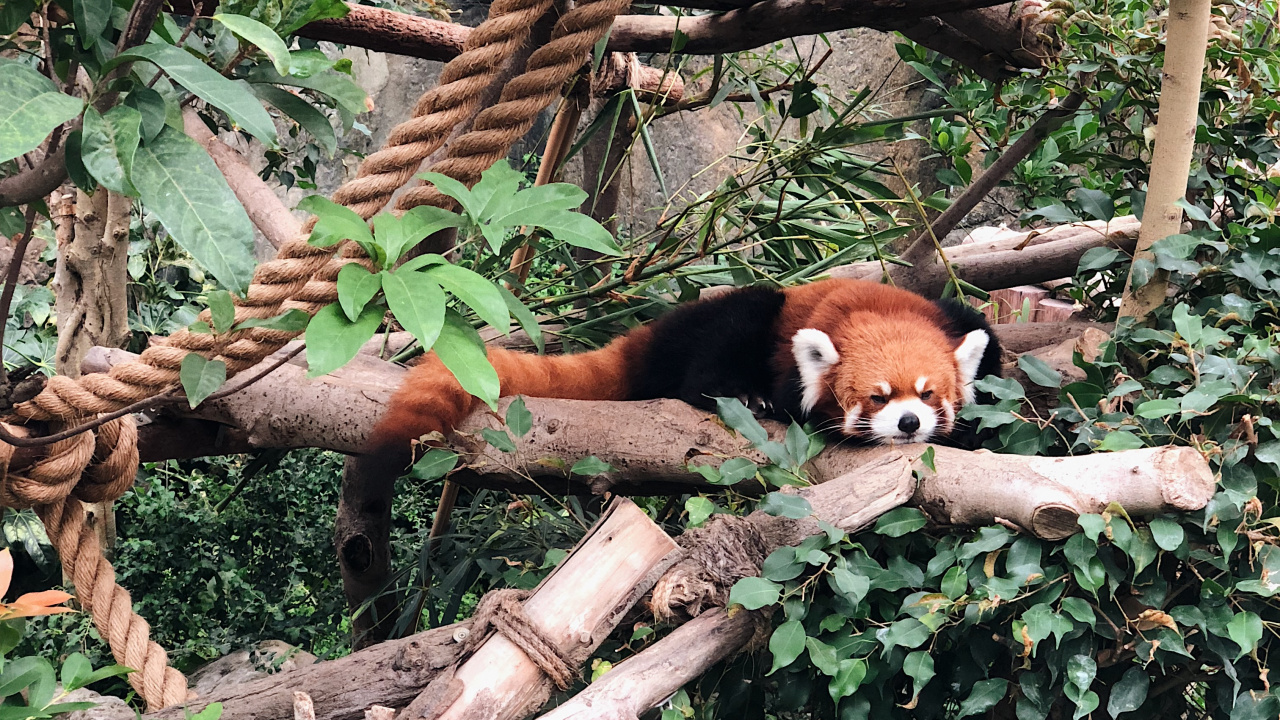 Wissenschaft, Biologie, Red Panda, Branch, Carnivore. Wallpaper in 1280x720 Resolution