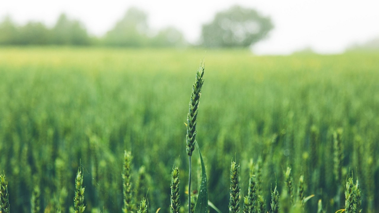 Green Wheat Field During Daytime. Wallpaper in 1280x720 Resolution