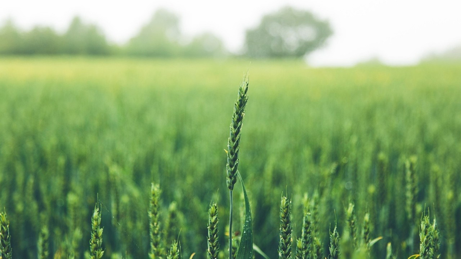 Green Wheat Field During Daytime. Wallpaper in 1920x1080 Resolution
