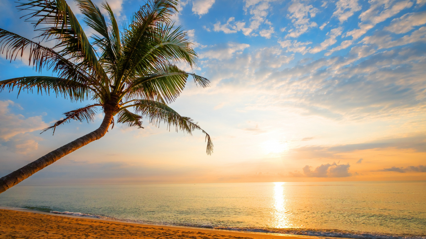 Palmera Cerca Del Mar Durante la Puesta de Sol. Wallpaper in 1366x768 Resolution