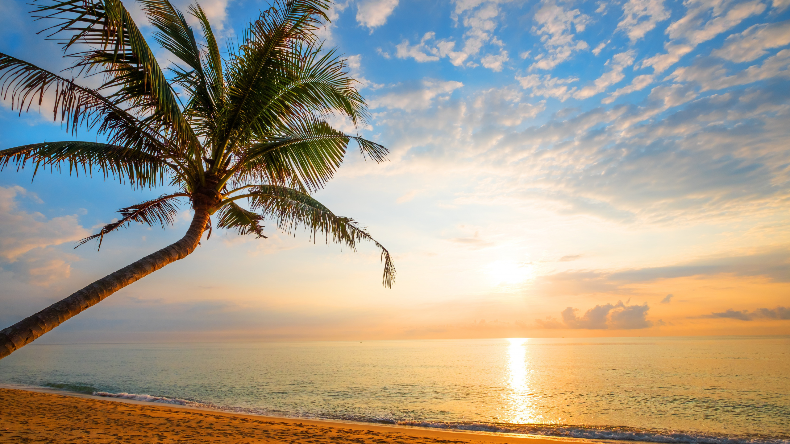 Palme am Meer Bei Sonnenuntergang Sea. Wallpaper in 2560x1440 Resolution