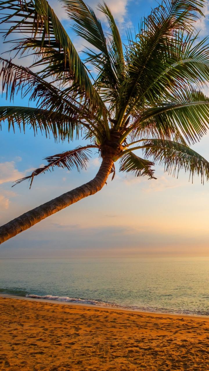 Palme am Meer Bei Sonnenuntergang Sea. Wallpaper in 720x1280 Resolution