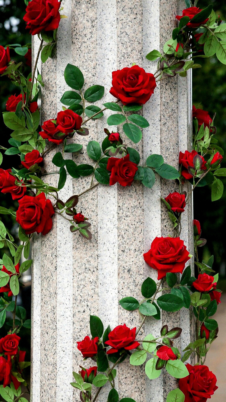 Garden New, Garden, Rose, Flower, Rose Garden. Wallpaper in 750x1334 Resolution