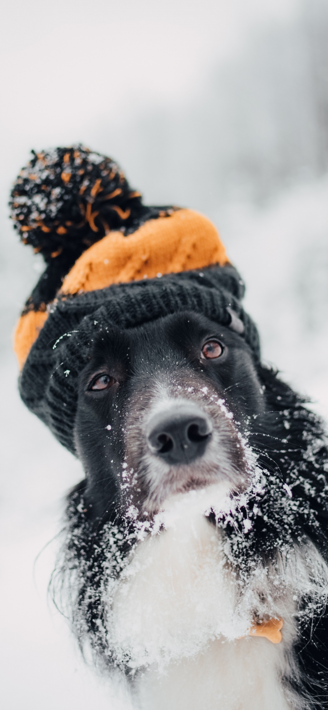 Black and White Border Collie Wearing Orange Knit Cap and Orange Knit Cap. Wallpaper in 1125x2436 Resolution