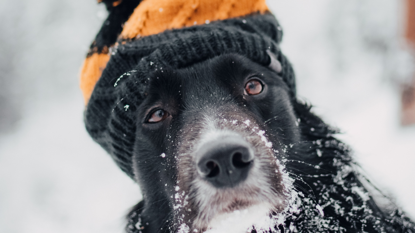 Black and White Border Collie Wearing Orange Knit Cap and Orange Knit Cap. Wallpaper in 1366x768 Resolution