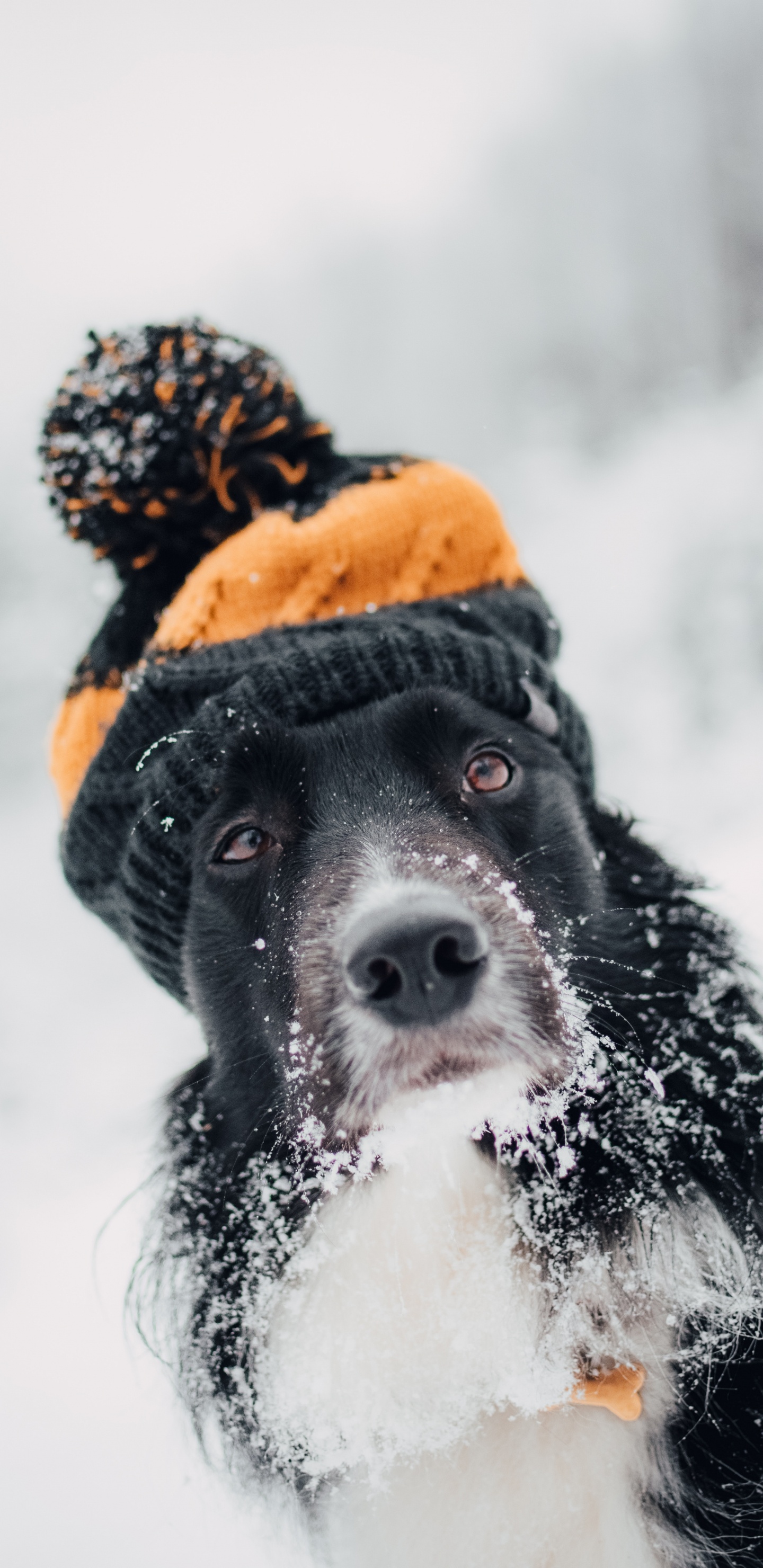 Black and White Border Collie Wearing Orange Knit Cap and Orange Knit Cap. Wallpaper in 1440x2960 Resolution