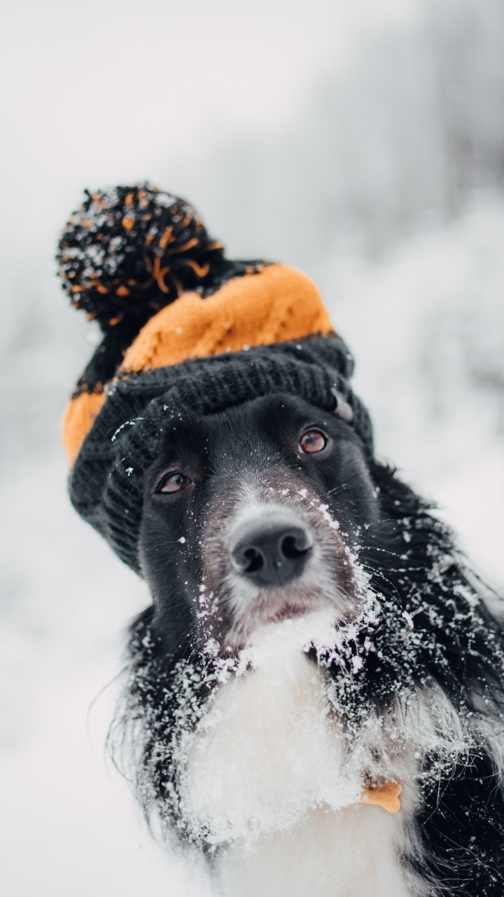 Black and White Border Collie Wearing Orange Knit Cap and Orange Knit Cap. Wallpaper in 720x1280 Resolution