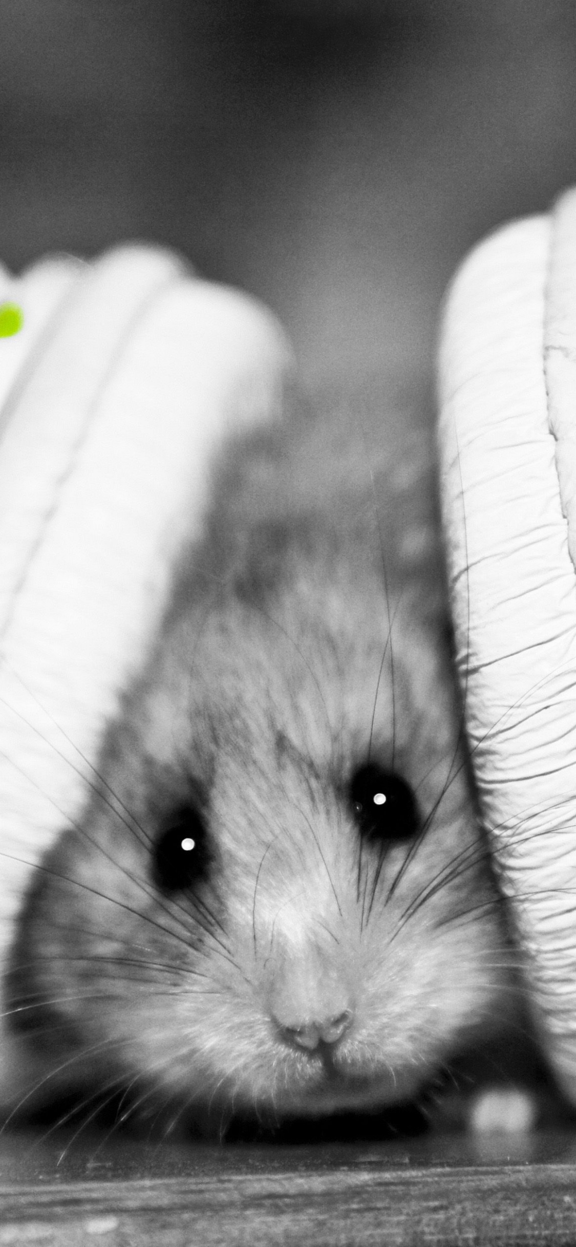 Souris, Rat, Noir, Moustache, Muridae. Wallpaper in 1125x2436 Resolution