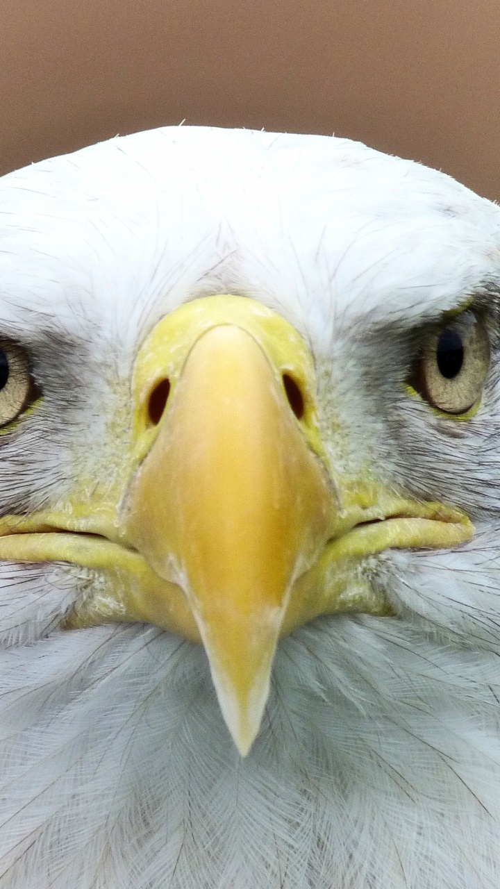 Bald Eagle Head, Bald Eagle, White Tailed Eagle, Birds, Eagle. Wallpaper in 720x1280 Resolution