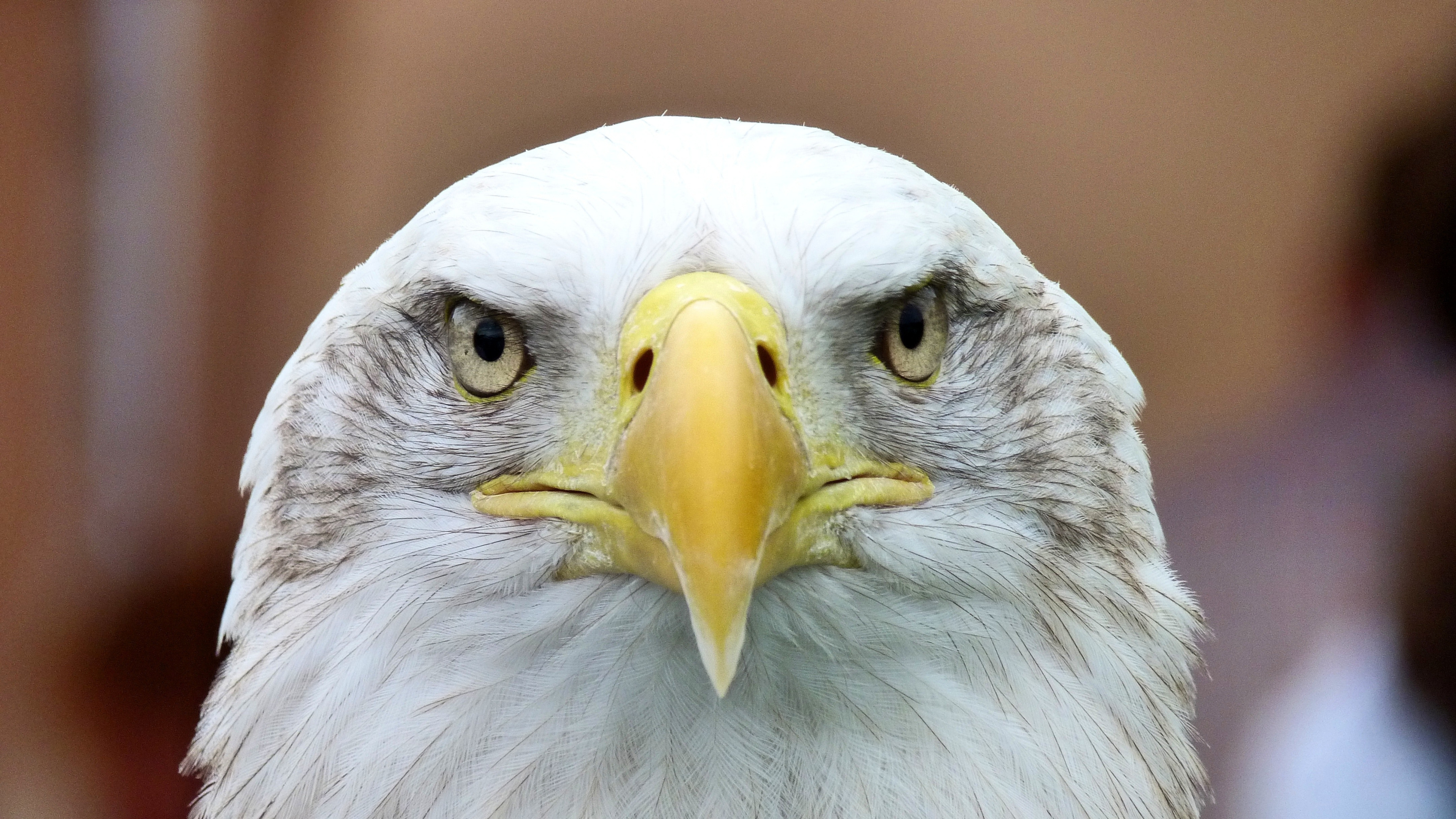 Download 3840x2160 Wallpaper Tête D'aigle Chauve, Pygargues, Aigle à Queue Blanche, Aigle, Oiseau de Proie Tête D'aigle Chauve, Pygargues, Aigle à Queue Blanche, Aigle, Oiseau de Proie. Wallpaper in 3840x2160 Resolution