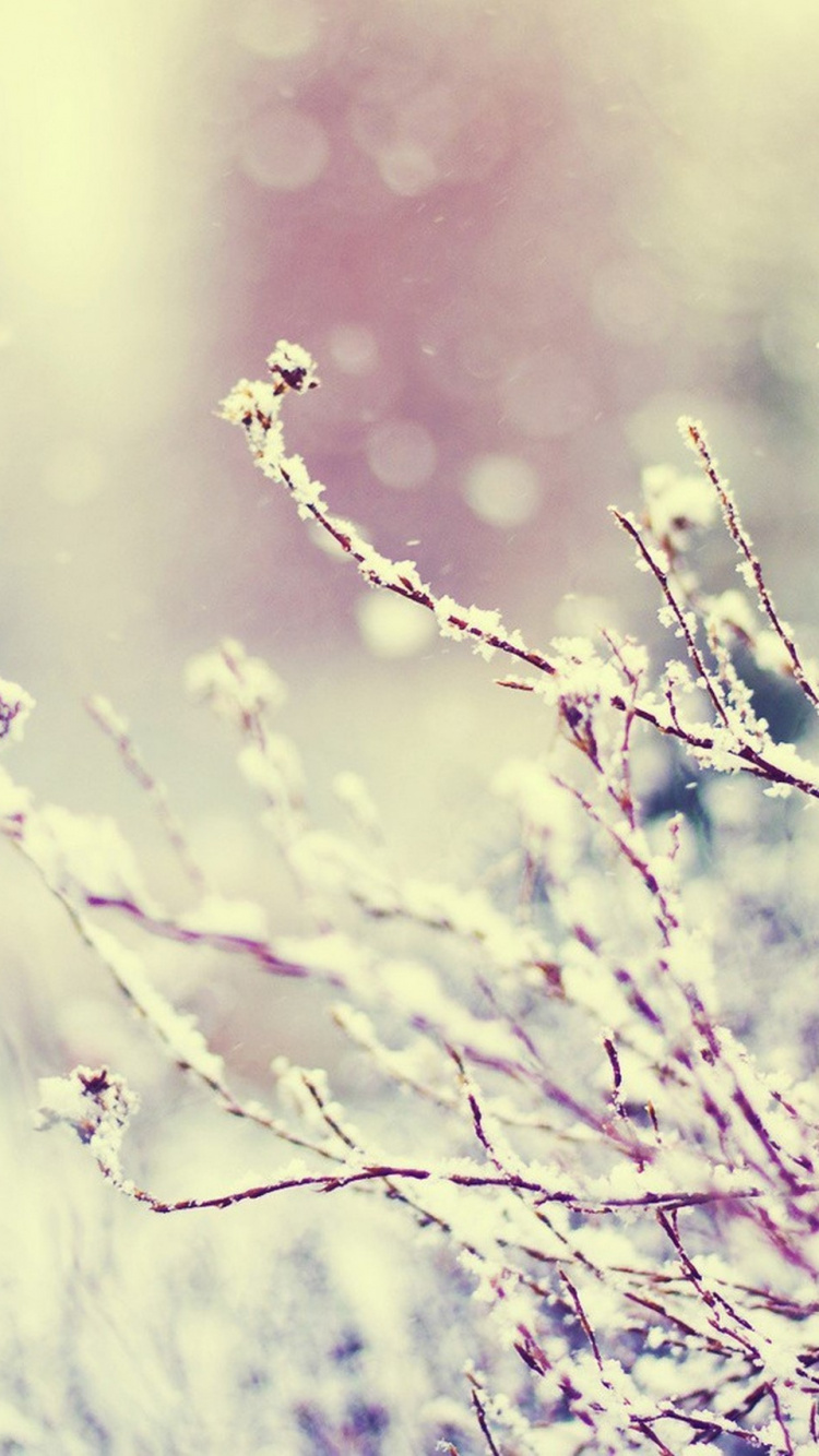 Naturaleza, Sucursal, Agua, Lavanda, Ramita. Wallpaper in 750x1334 Resolution