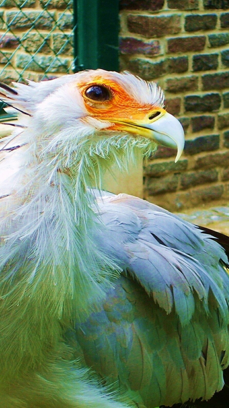 White and Black Bird on Brown Wooden Fence During Daytime. Wallpaper in 750x1334 Resolution