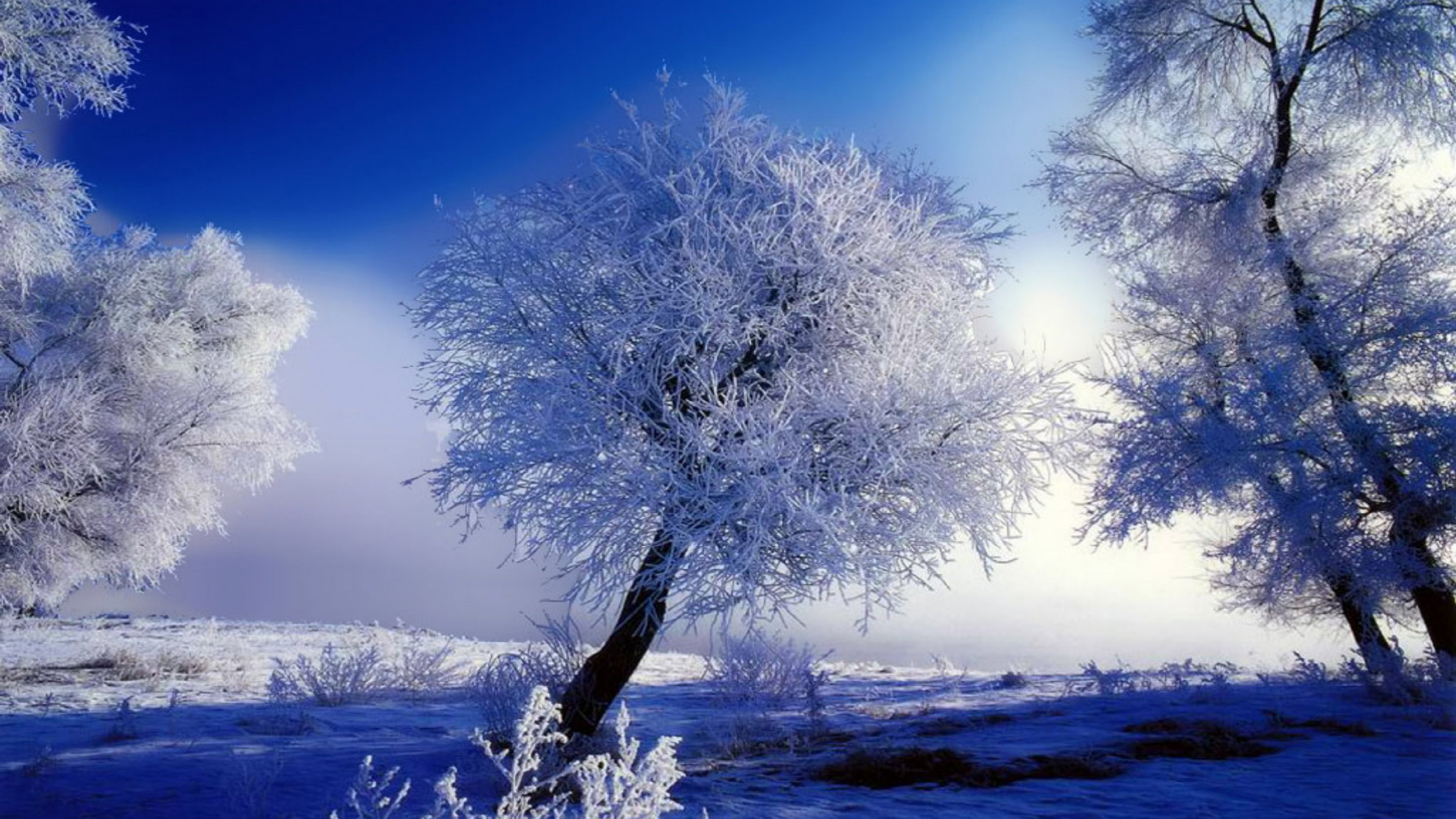 White Tree on Snow Covered Ground During Daytime. Wallpaper in 2560x1440 Resolution