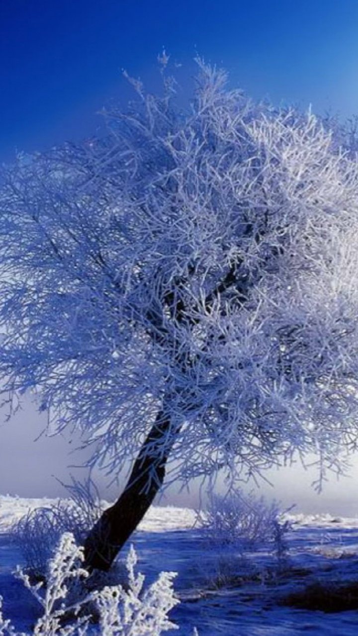 Arbre Blanc Sur Sol Couvert de Neige Pendant la Journée. Wallpaper in 720x1280 Resolution
