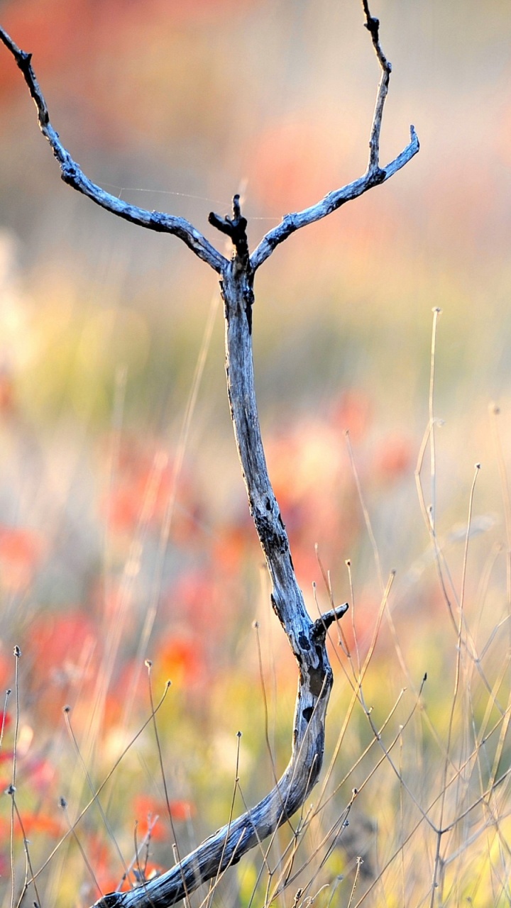Brown Grass in Tilt Shift Lens. Wallpaper in 720x1280 Resolution
