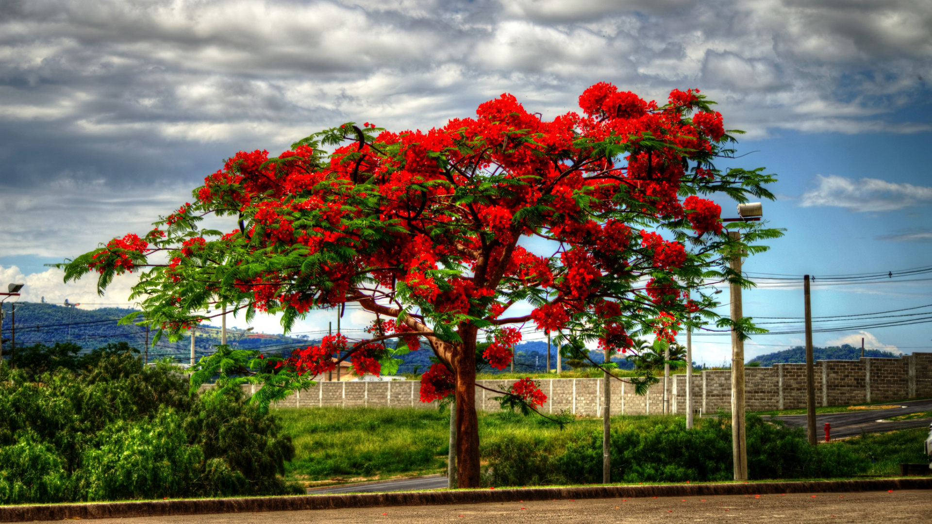 Roter Blattbaum in Der Nähe Von Grauem Metallzaun Unter Weißen Wolken Tagsüber. Wallpaper in 1920x1080 Resolution
