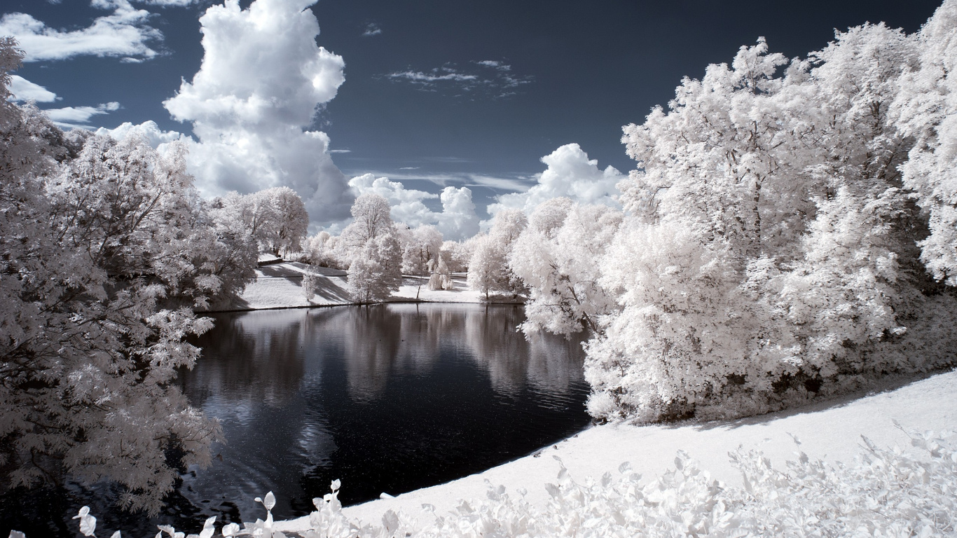 Weiße Kirschblüte in Der Nähe Des Sees Unter Blauem Himmel Tagsüber. Wallpaper in 1366x768 Resolution