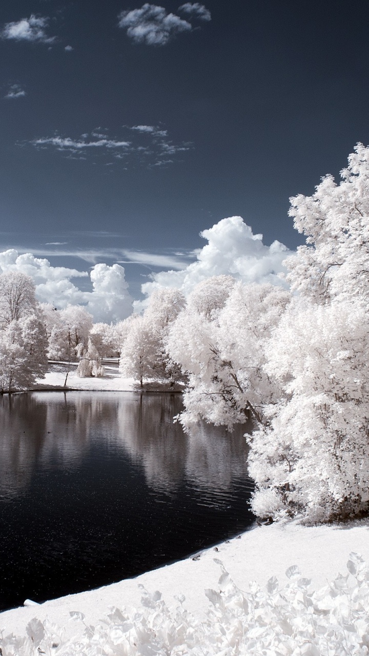 White Cherry Blossom Near Lake Under Blue Sky During Daytime. Wallpaper in 720x1280 Resolution