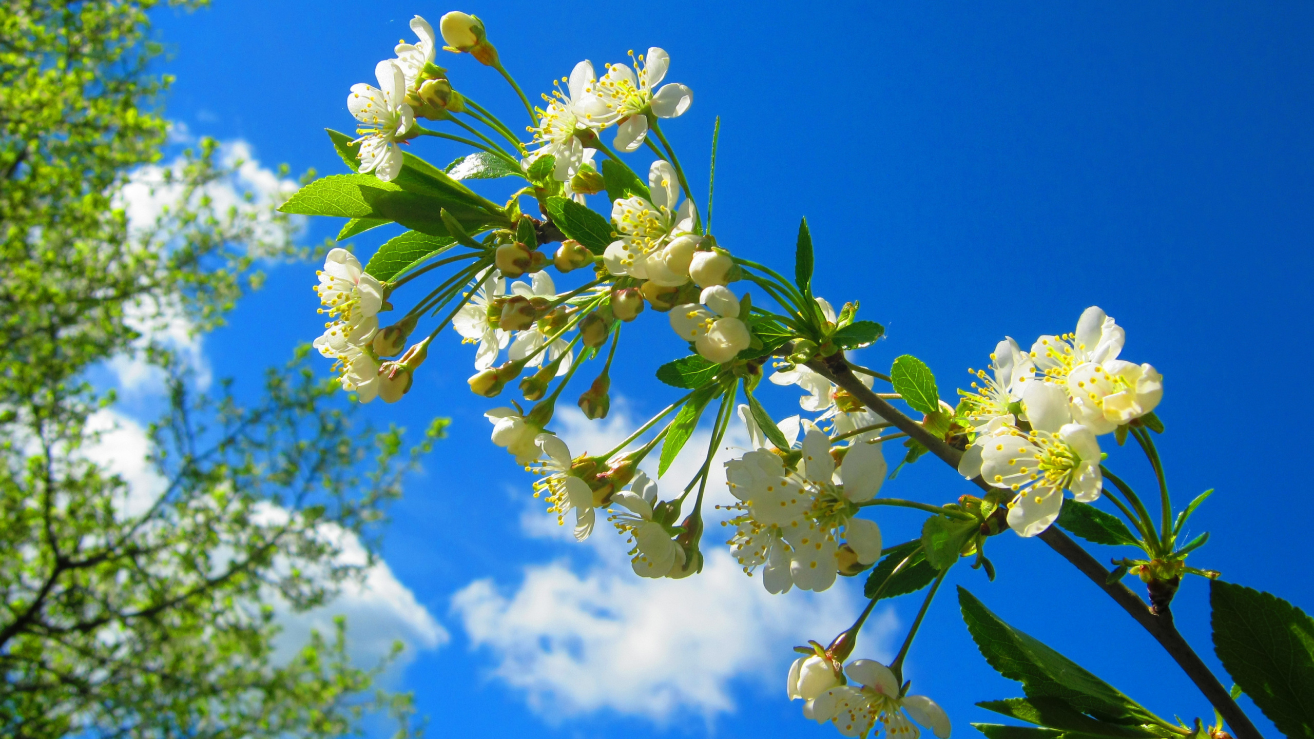 Yellow, Flower, Spring, Pollen, Wildflower. Wallpaper in 2560x1440 Resolution