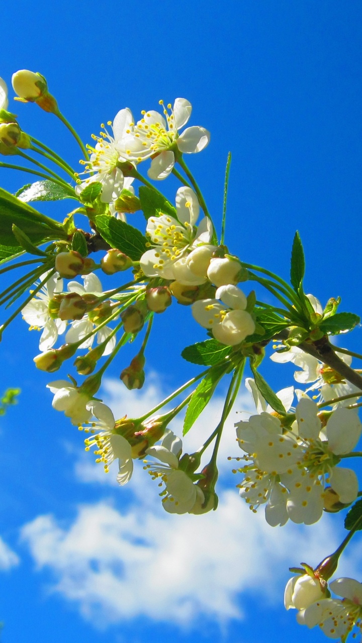 Yellow, Flower, Spring, Pollen, Wildflower. Wallpaper in 720x1280 Resolution