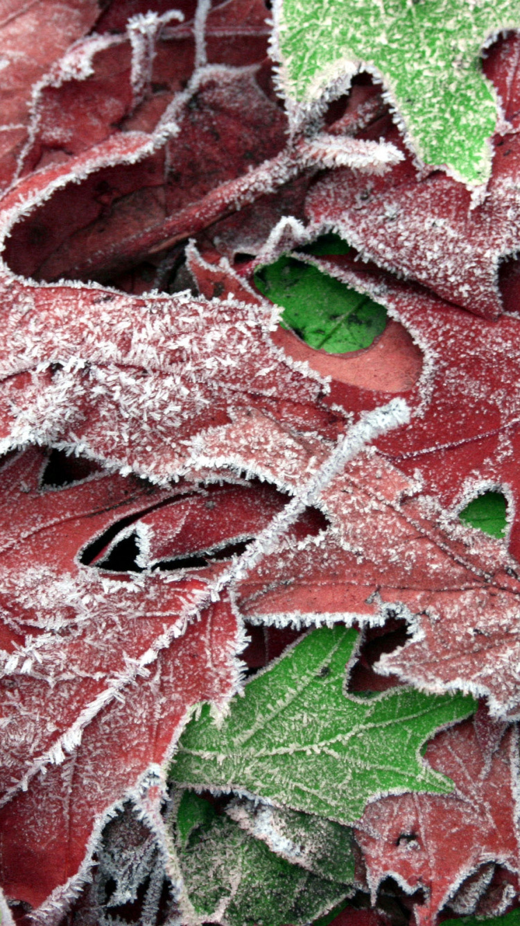 Red and Green Maple Leaf. Wallpaper in 750x1334 Resolution