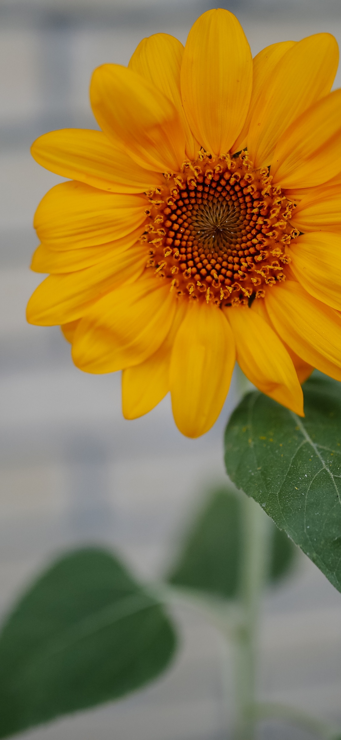 Gelbe Blume in Tilt-Shift-Linse. Wallpaper in 1125x2436 Resolution