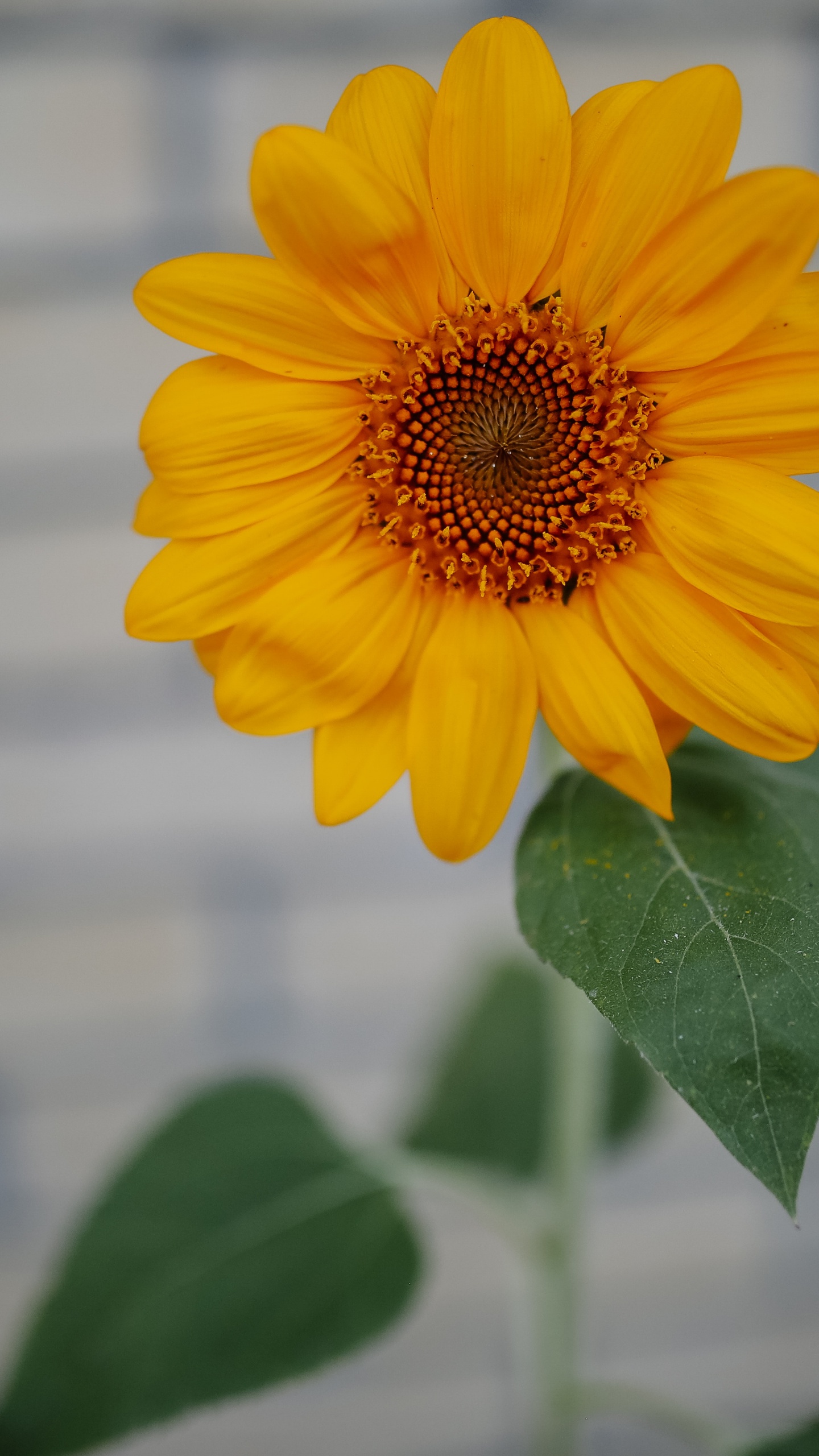 Yellow Flower in Tilt Shift Lens. Wallpaper in 1440x2560 Resolution