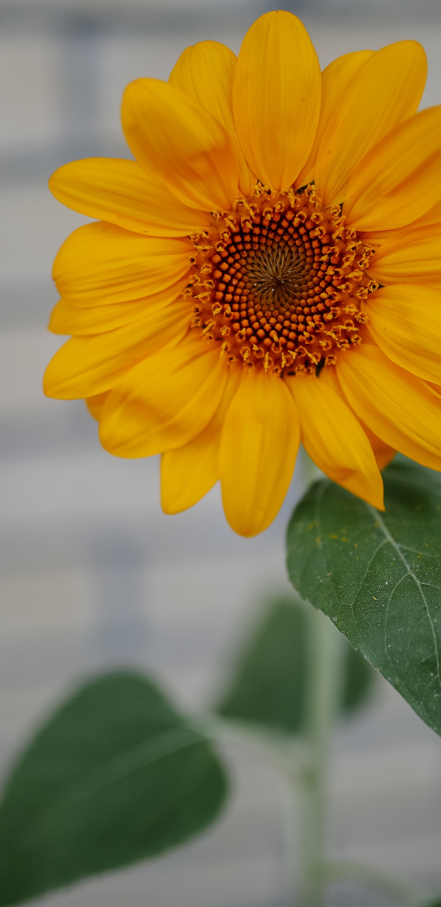Yellow Flower in Tilt Shift Lens. Wallpaper in 1440x2960 Resolution