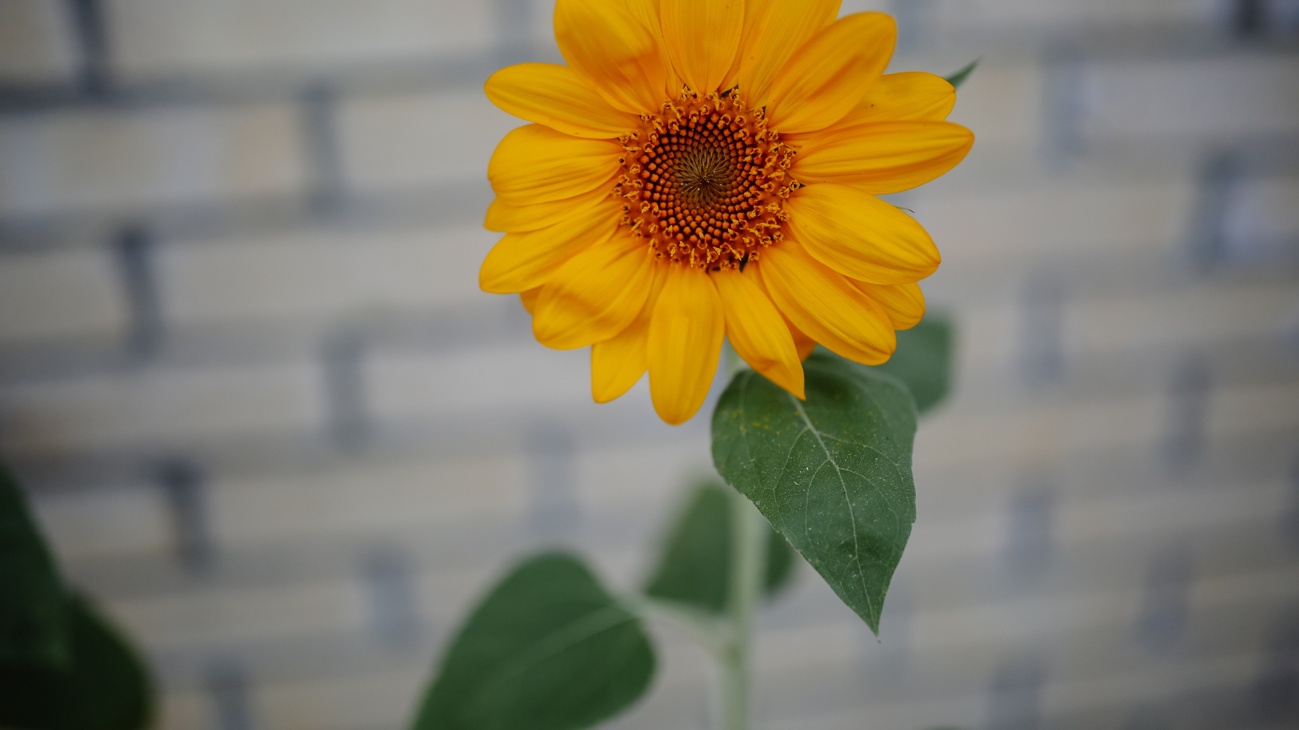 Yellow Flower in Tilt Shift Lens. Wallpaper in 2560x1440 Resolution