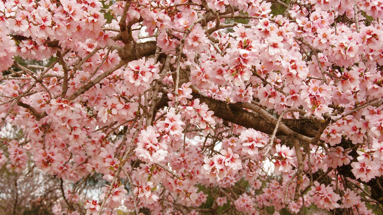 樱花, 弹簧, 粉红色, 显花植物, 菌群 壁纸 1280x720 允许