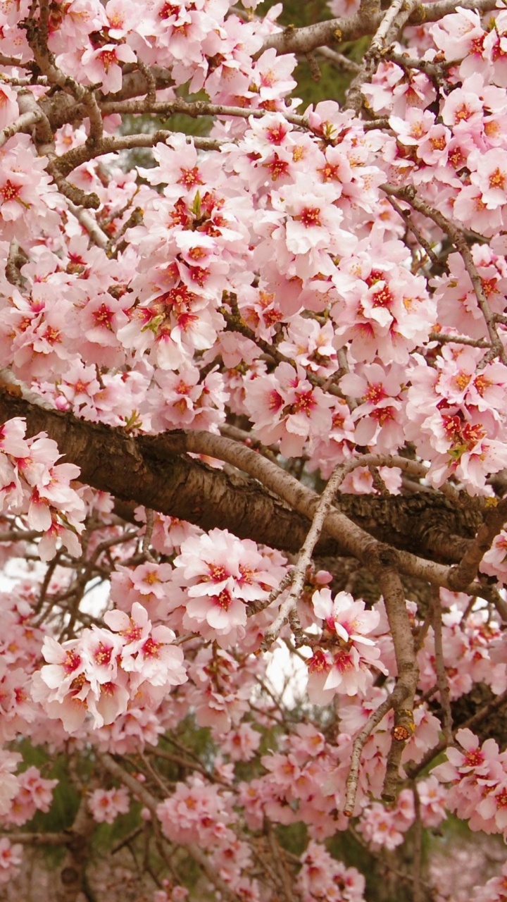 Arbre de Fleurs de Cerisier Rose Pendant la Journée. Wallpaper in 720x1280 Resolution