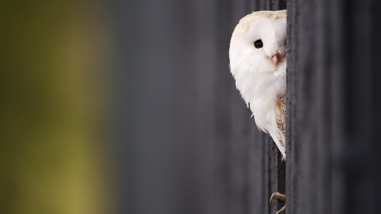 White Bird on Brown Metal Fence. Wallpaper in 1280x720 Resolution
