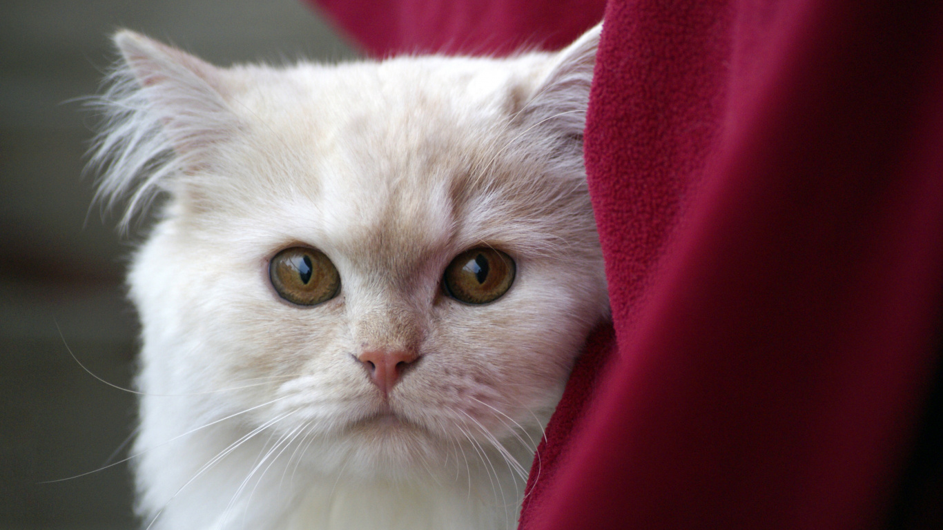 Chat Blanc Sur Textile Rouge. Wallpaper in 1366x768 Resolution