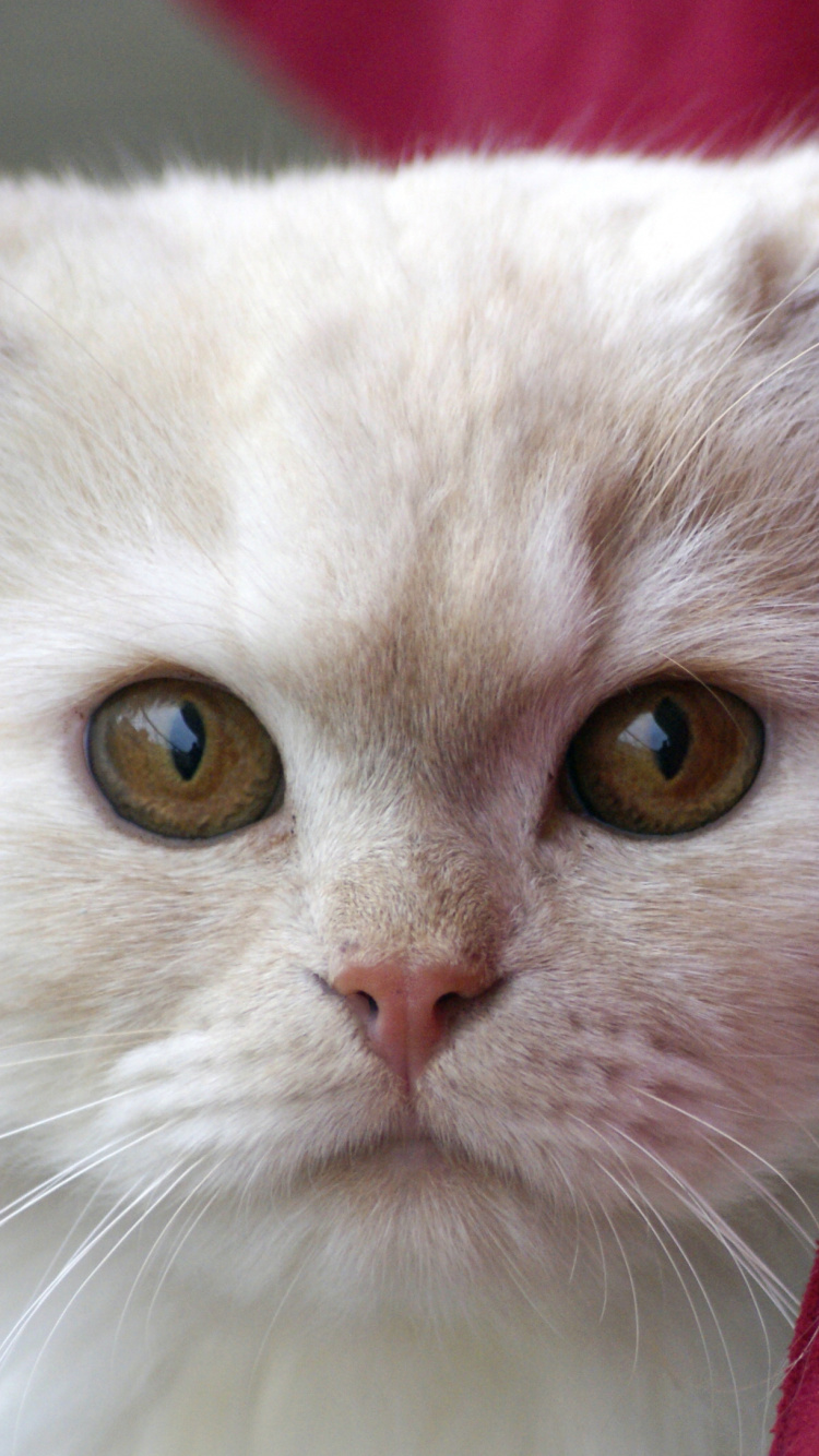 Chat Blanc Sur Textile Rouge. Wallpaper in 750x1334 Resolution