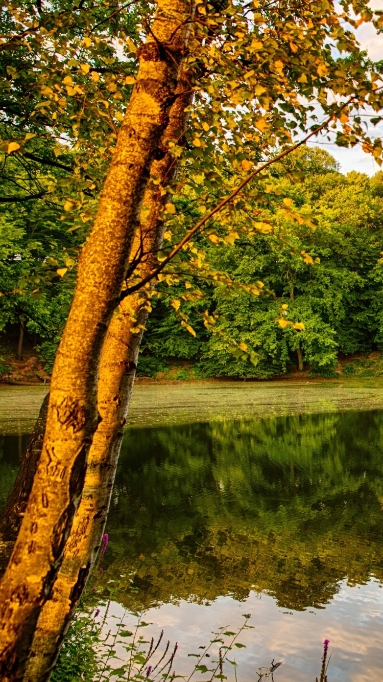 Grüne Bäume Neben Dem Fluss Unter Blauem Himmel Tagsüber. Wallpaper in 750x1334 Resolution