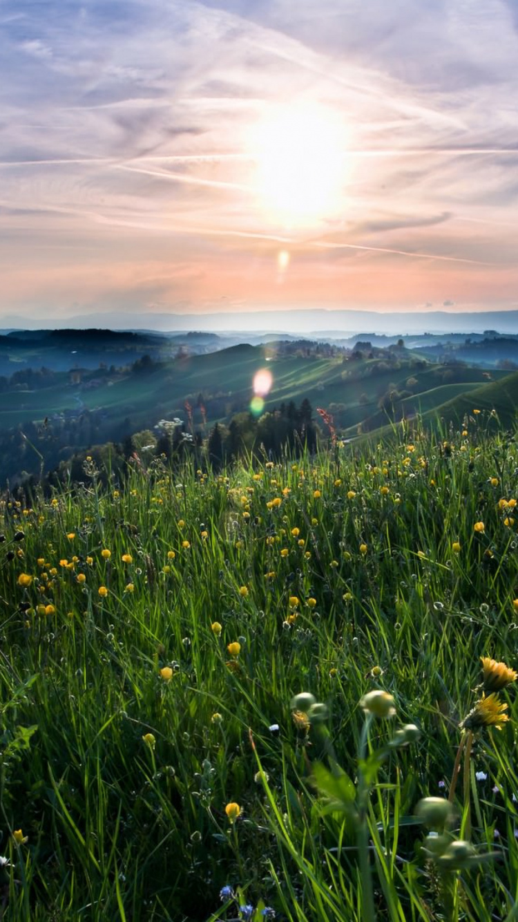 Yellow Flower on Green Grass Field During Daytime. Wallpaper in 750x1334 Resolution