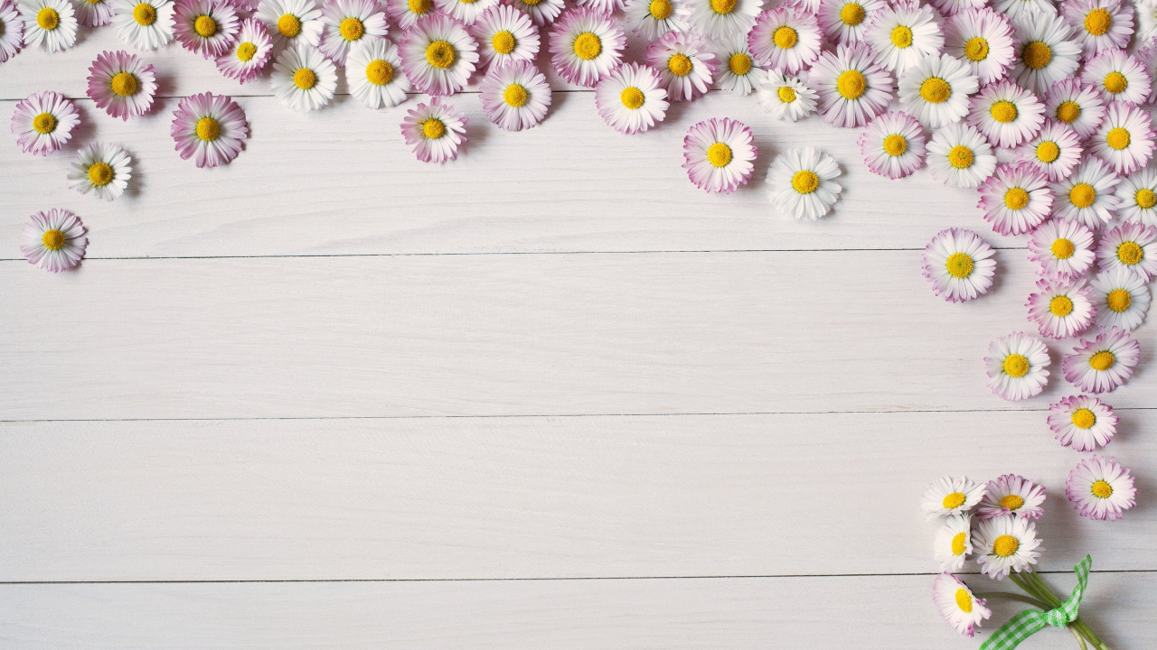 White and Yellow Daisy Flowers. Wallpaper in 1280x720 Resolution