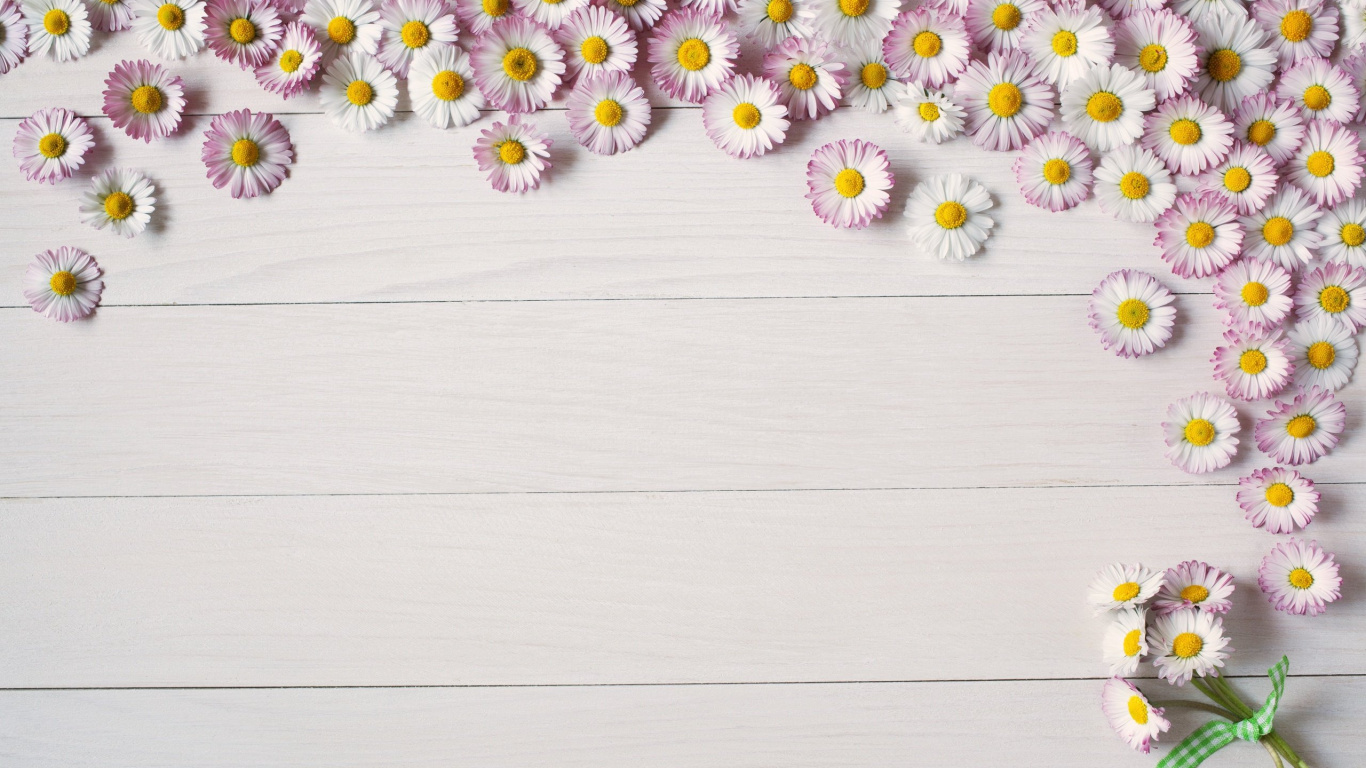 White and Yellow Daisy Flowers. Wallpaper in 1366x768 Resolution