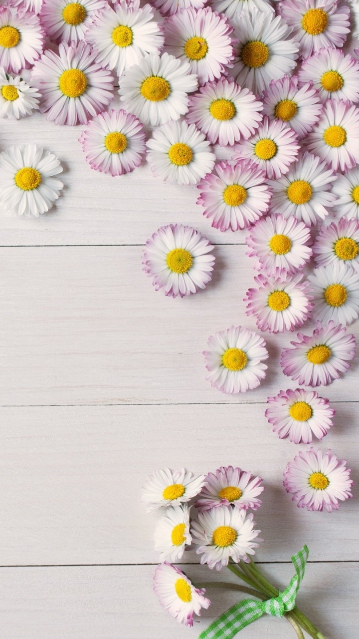 Fleurs de Marguerite Blanches et Jaunes. Wallpaper in 720x1280 Resolution