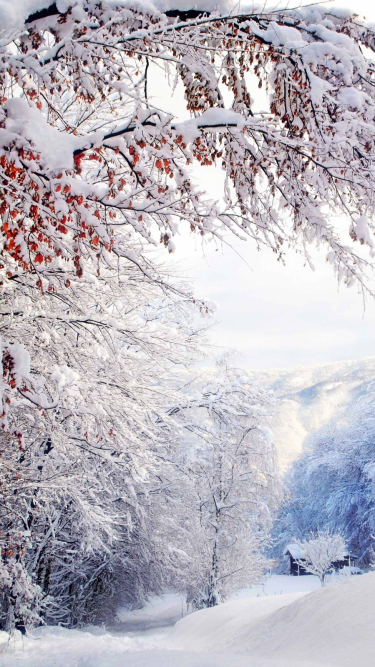 Arbres et Montagnes Couverts de Neige. Wallpaper in 750x1334 Resolution