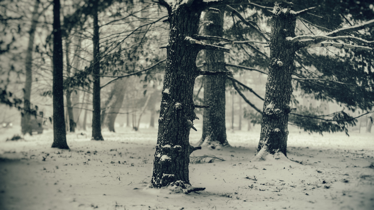 Photographie en Niveaux de Gris D'arbres Sans Feuilles. Wallpaper in 1280x720 Resolution