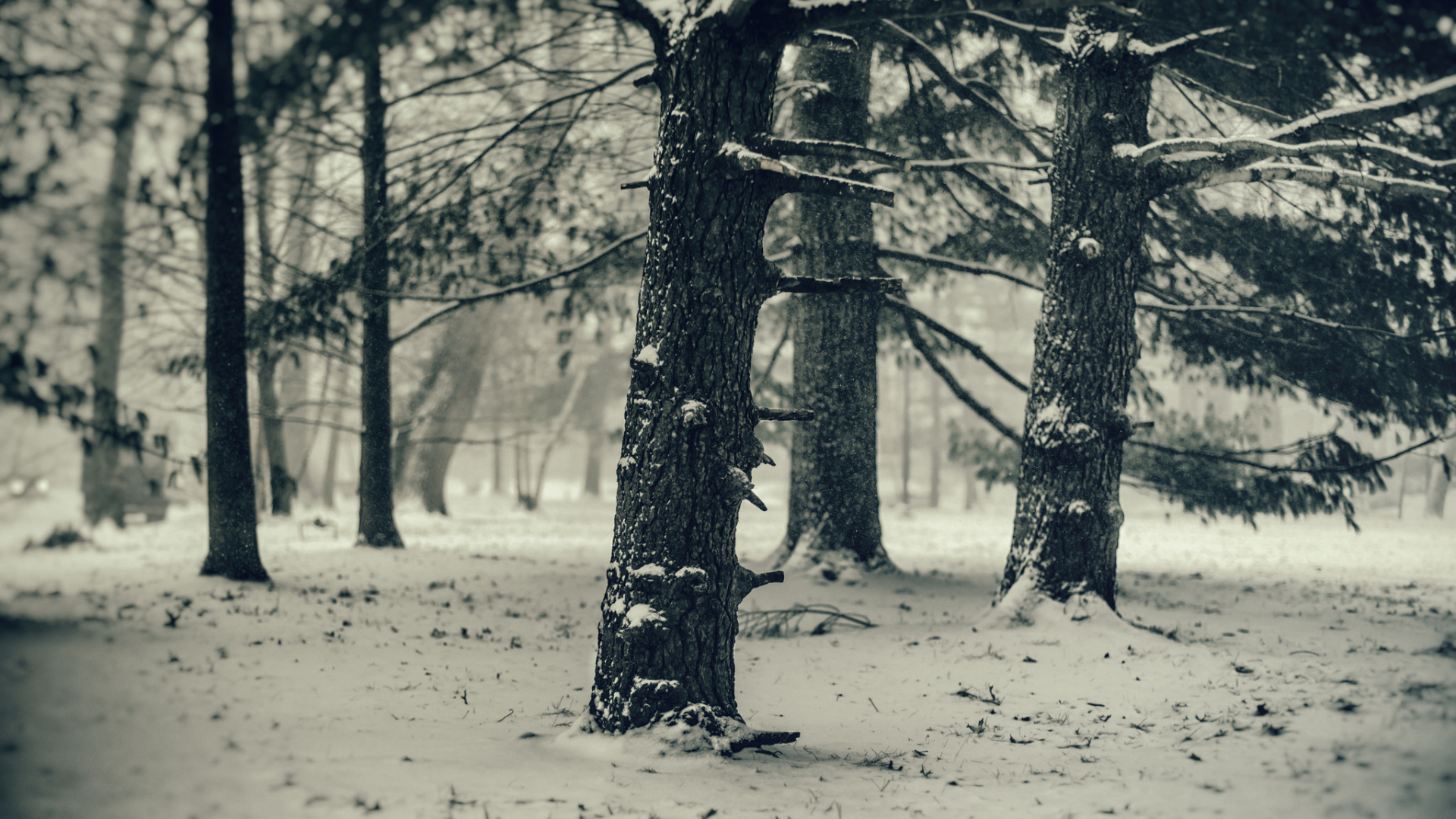 Photographie en Niveaux de Gris D'arbres Sans Feuilles. Wallpaper in 1920x1080 Resolution