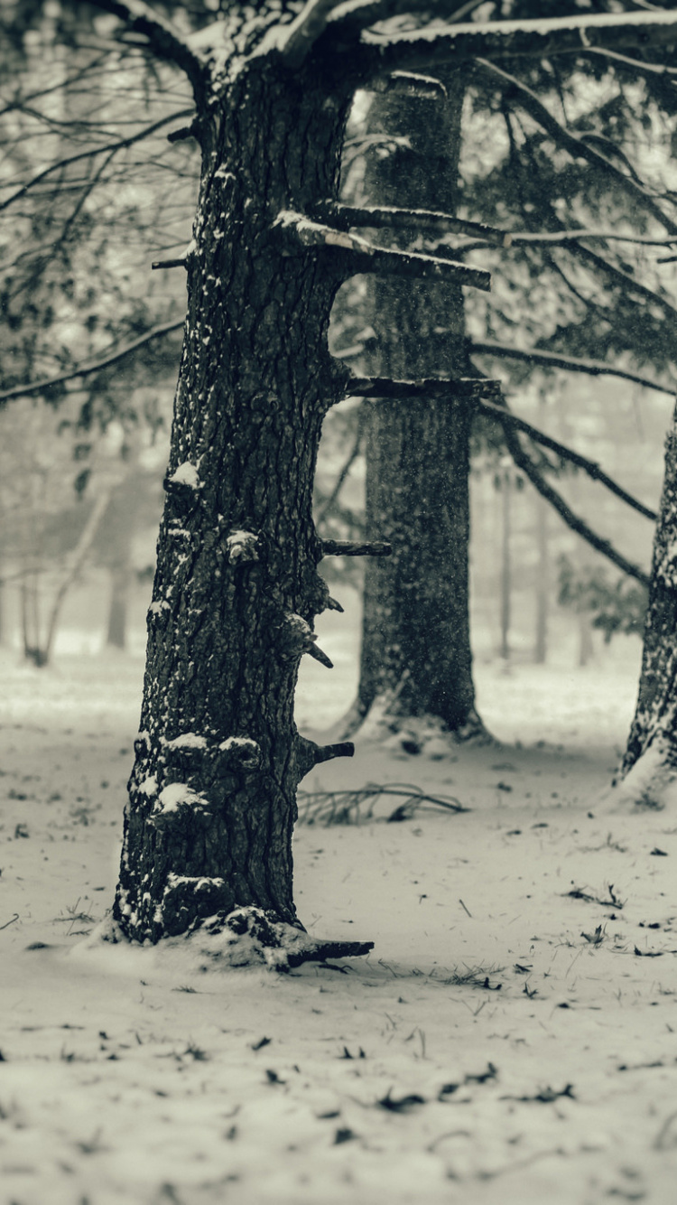 Photographie en Niveaux de Gris D'arbres Sans Feuilles. Wallpaper in 750x1334 Resolution