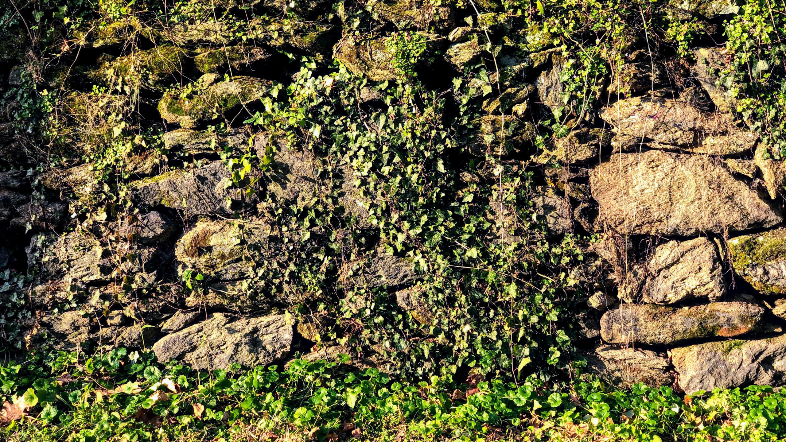 Végétation, Affleurement, Les Landes, Plante de la Communauté, Rectangle. Wallpaper in 2560x1440 Resolution