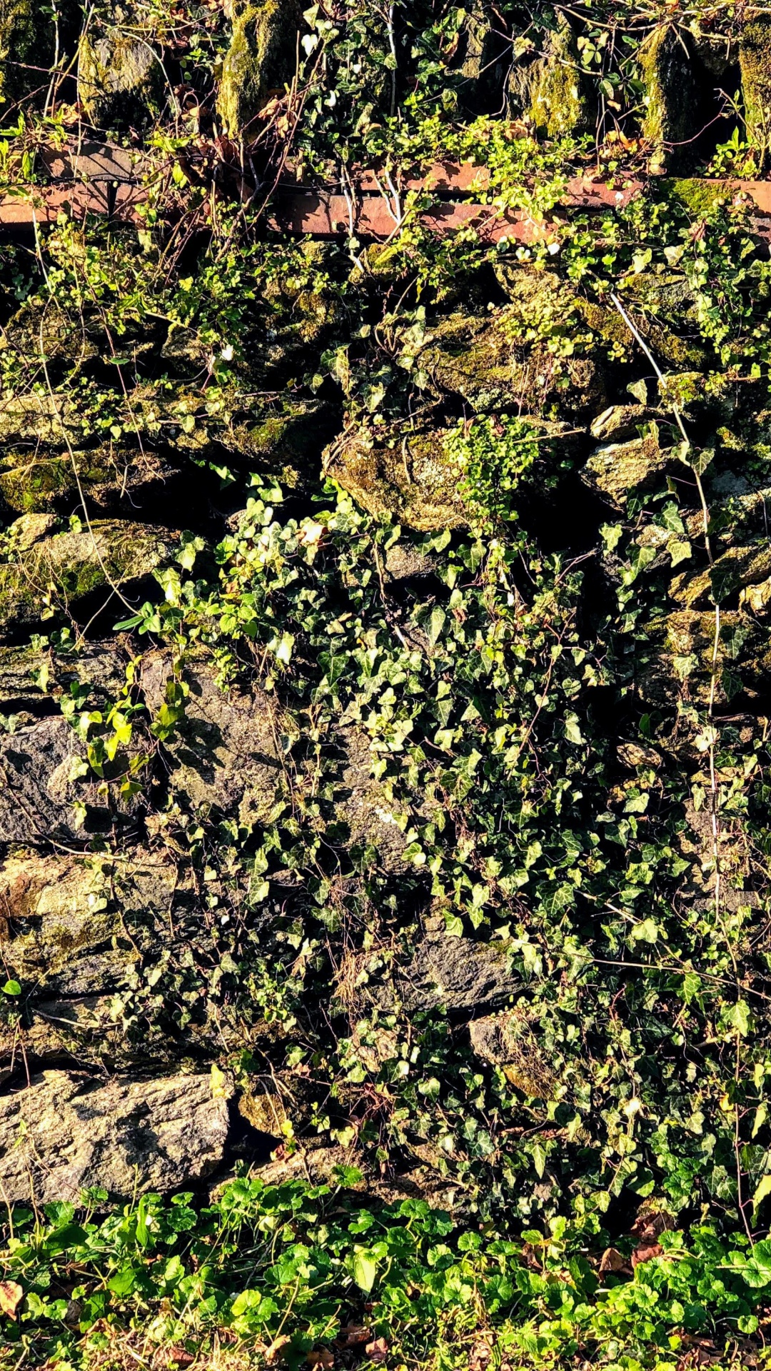 Vegetation, Outcrop, Shrubland, Plant Community, Plant. Wallpaper in 1080x1920 Resolution